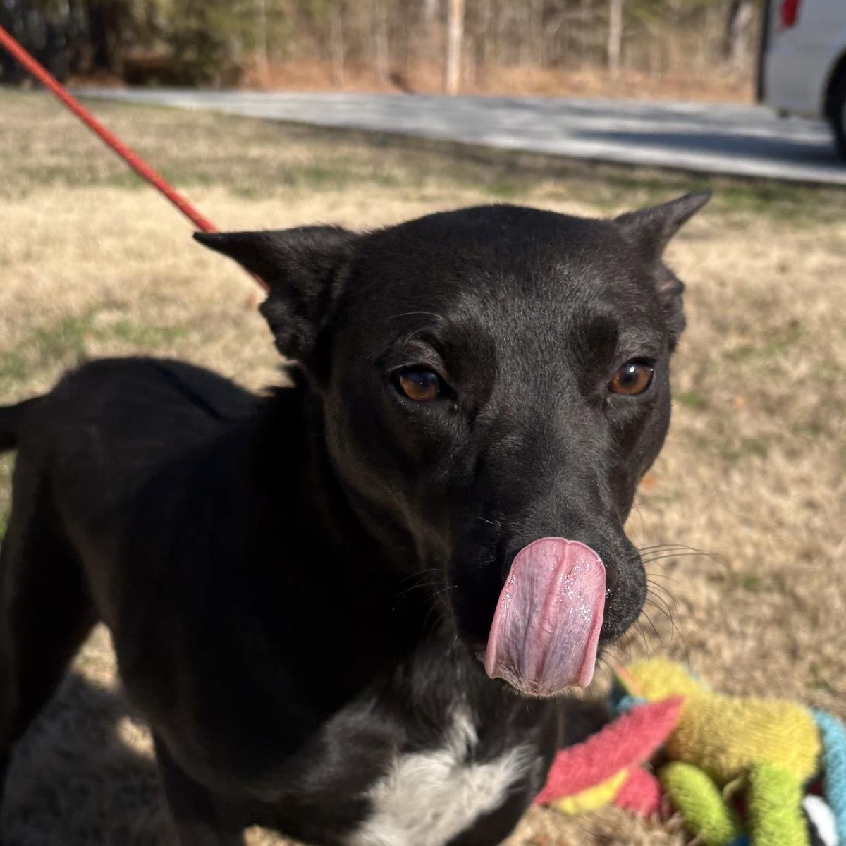 PIXIE - Shepherd / Australian Cattle Dog/Blue Heeler available for adoption