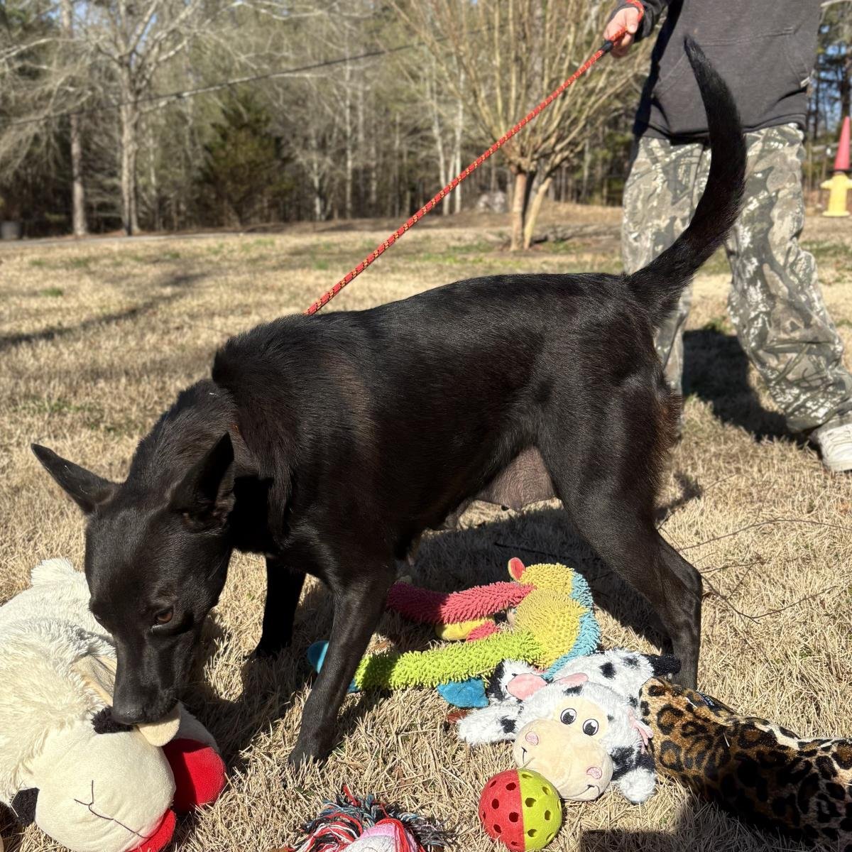 PIXIE - Shepherd / Australian Cattle Dog/Blue Heeler available for adoption