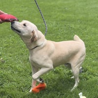 Charlie - Photo 2