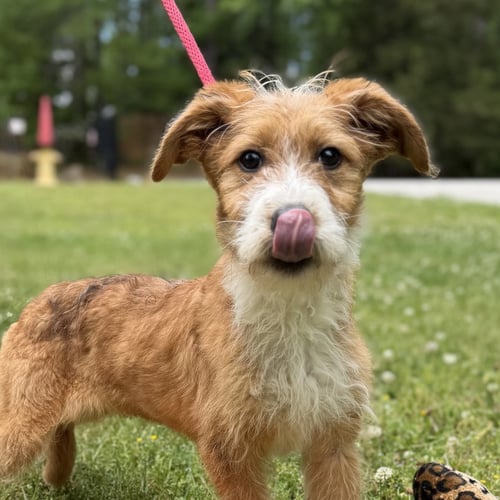 NOVA - Poodle (unknown type) / Wheaten Terrier available for adoption