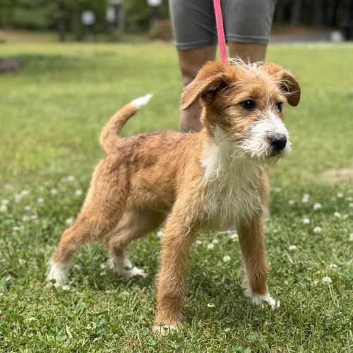 NOVA - Poodle (unknown type) / Wheaten Terrier available for adoption