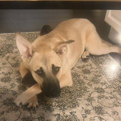 SINBAD LOW FEE!  IN PA!! - Rhodesian Ridgeback / Mountain Cur available for adoption