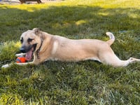 SINBAD Low Fee!  In PA!! - Photo 3