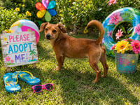 PEACHES - Photo 4