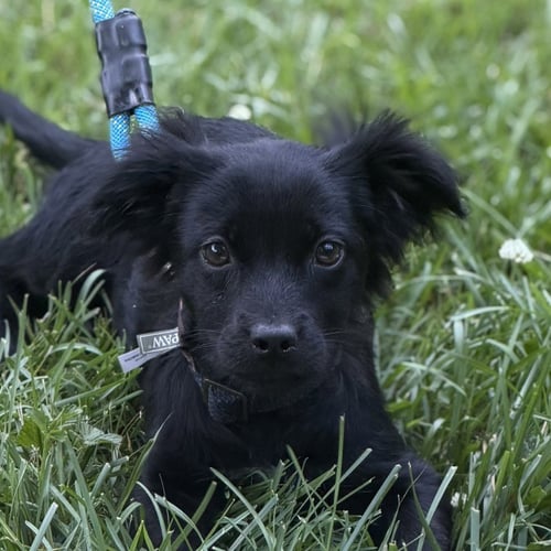 CAPPUCCINO - Cocker Spaniel / Beagle available for adoption