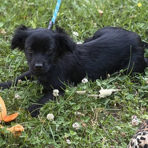 CAPPUCCINO - Cocker Spaniel / Beagle available for adoption