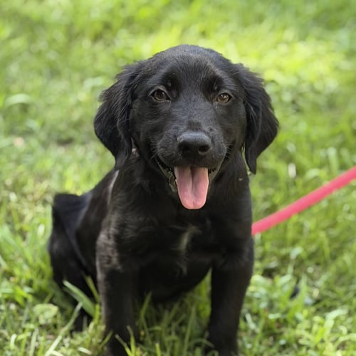 TUCKER - Retriever available for adoption