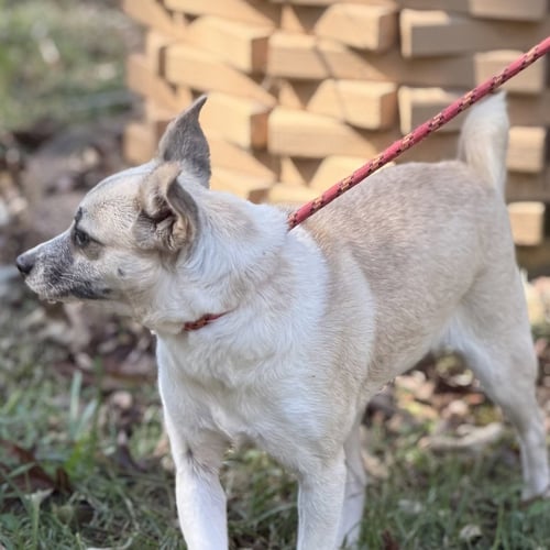 JESSIE - Chihuahua available for adoption
