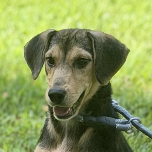 LUNA - Beagle available for adoption
