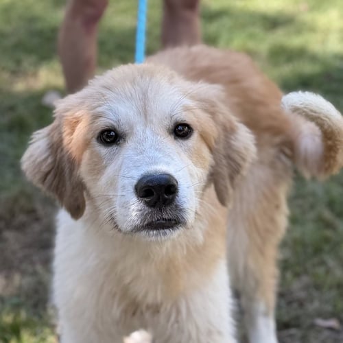 GOLDEN FREDDY - Golden Retriever / Great Pyrenees available for adoption