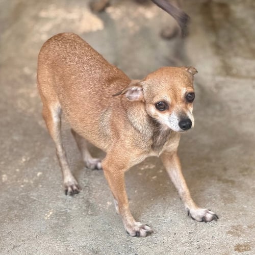 DALLAS - Chihuahua available for adoption