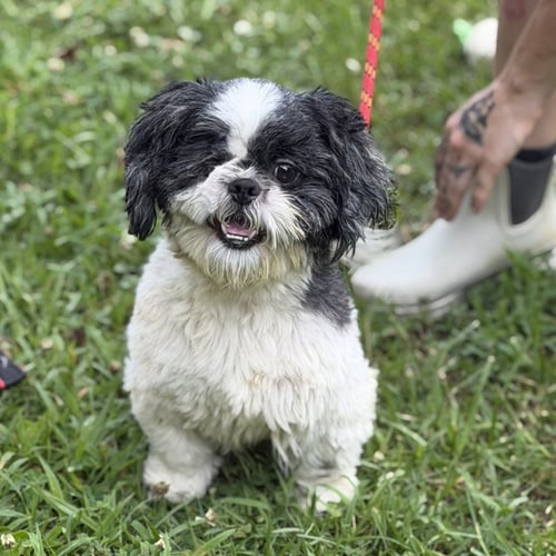 YOSHI - Maltese / Shih Tzu available for adoption