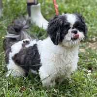 Yoshi - Photo 3