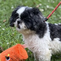 Yoshi - Photo 4