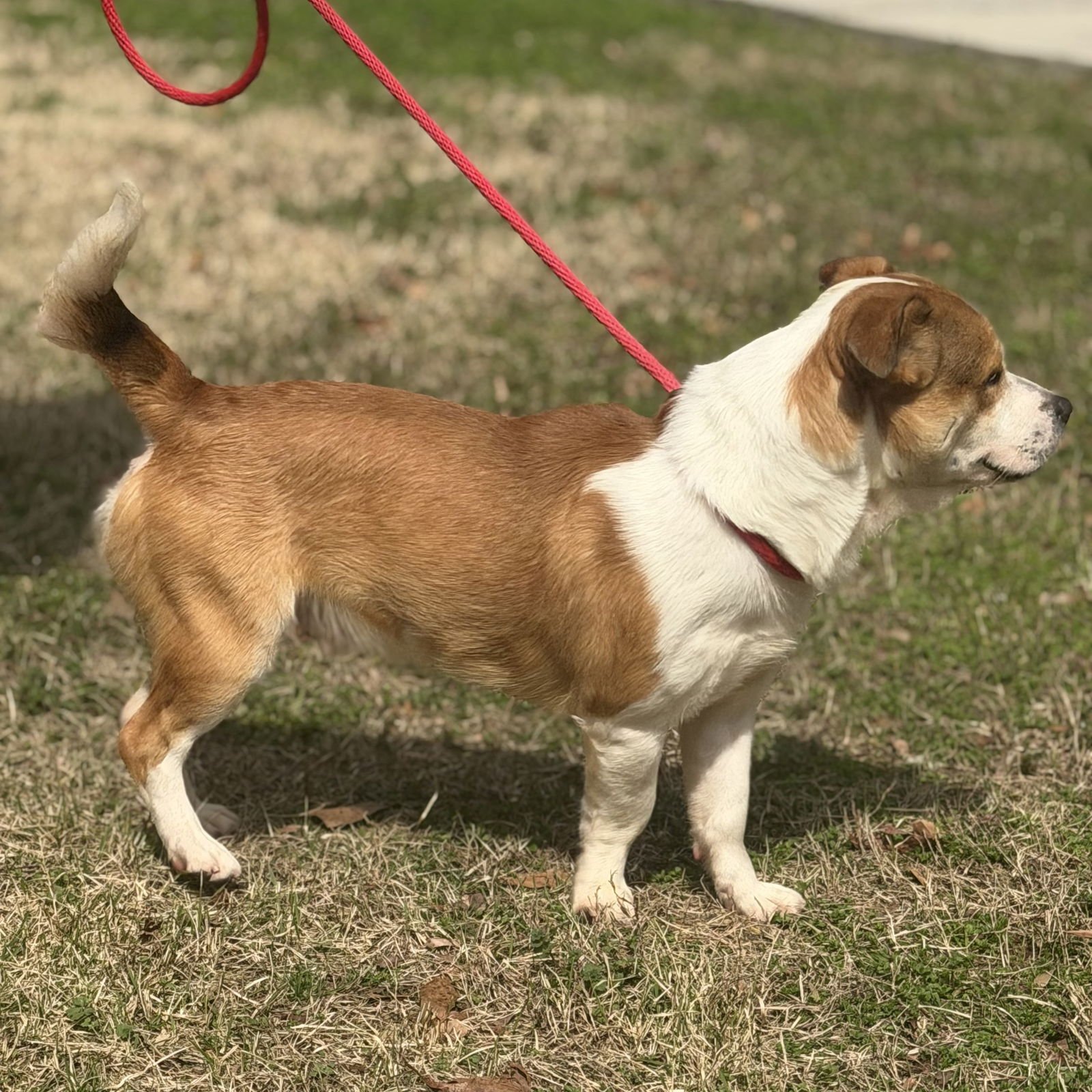 JAPAN - Corgi / Basset Hound available for adoption