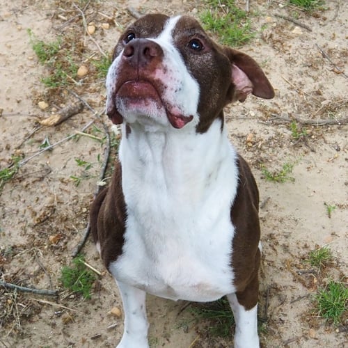 TOMMY - Terrier for adoption in Frederick