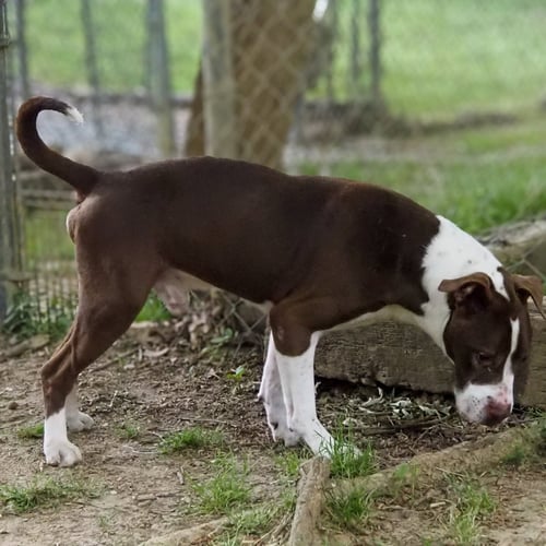 TOMMY - Terrier available for adoption