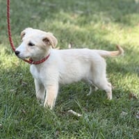 Polly - Photo 3