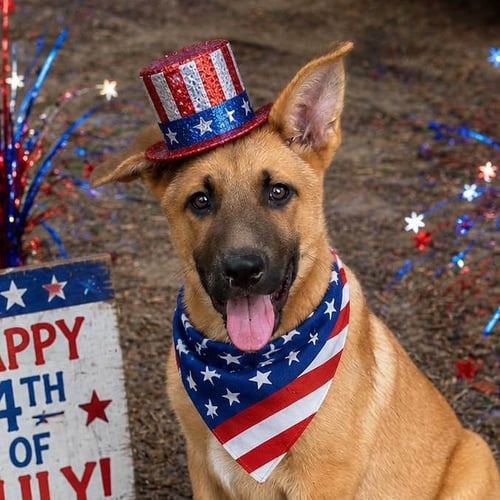 KINGSTON - Shepherd available for adoption