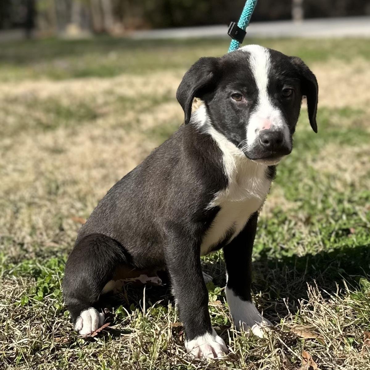 SMOKEY - Labrador Retriever available for adoption