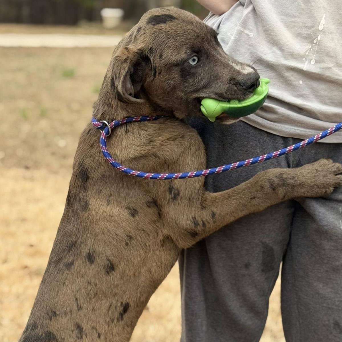 MOOSE - Labrador Retriever / Australian Shepherd available for adoption