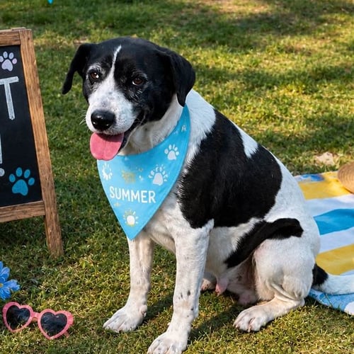 ELOWEN - Border Collie / Labrador Retriever available for adoption