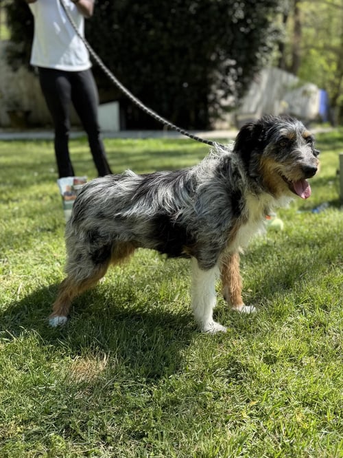 OLLIE - Schnauzer / Australian Cattle Dog/Blue Heeler available for adoption