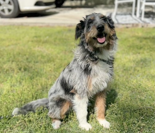 OLLIE - Schnauzer / Australian Cattle Dog/Blue Heeler available for adoption