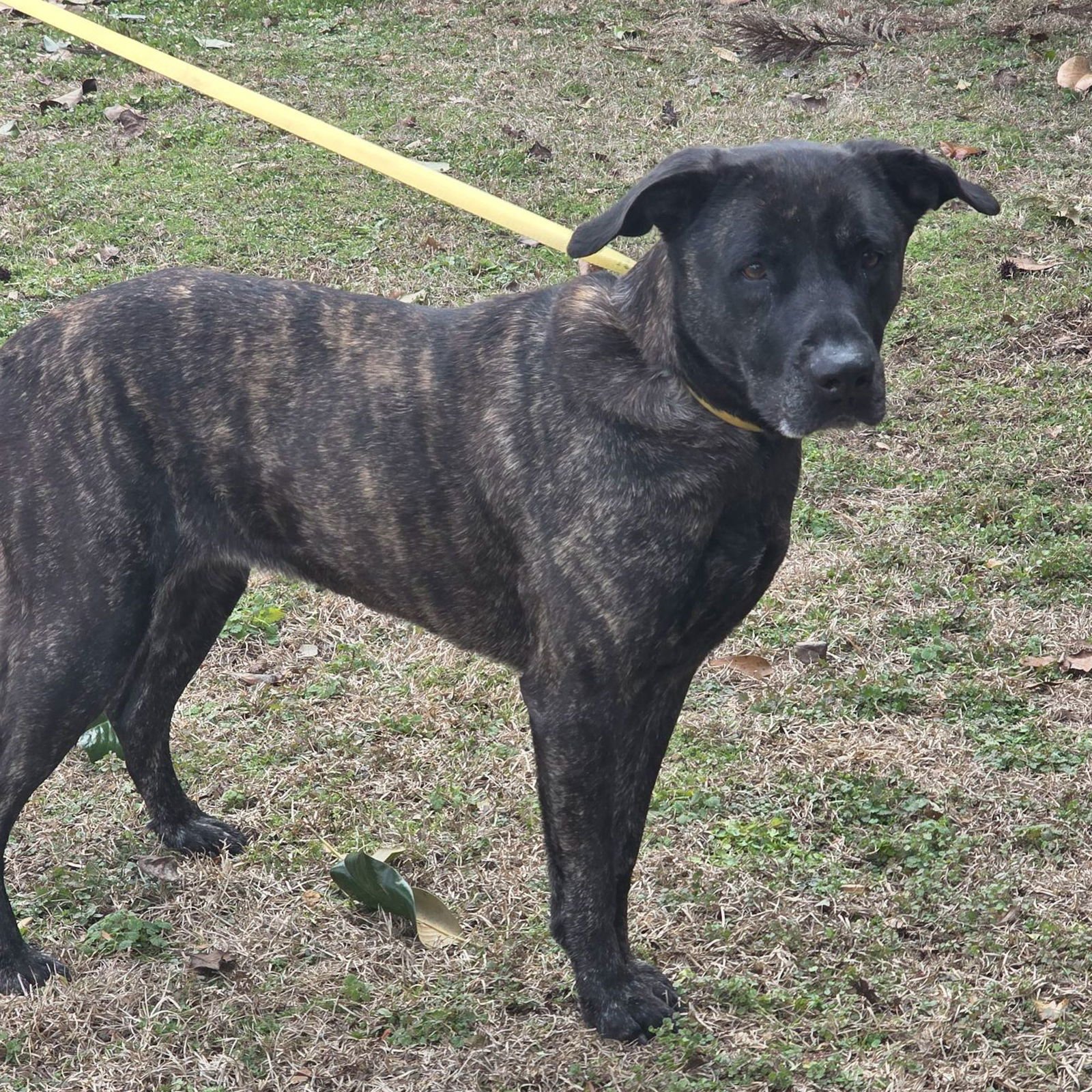 PYPER LOWER FEE - Terrier available for adoption