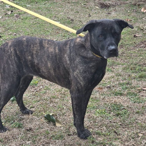 PYPER LOWER FEE - Terrier available for adoption