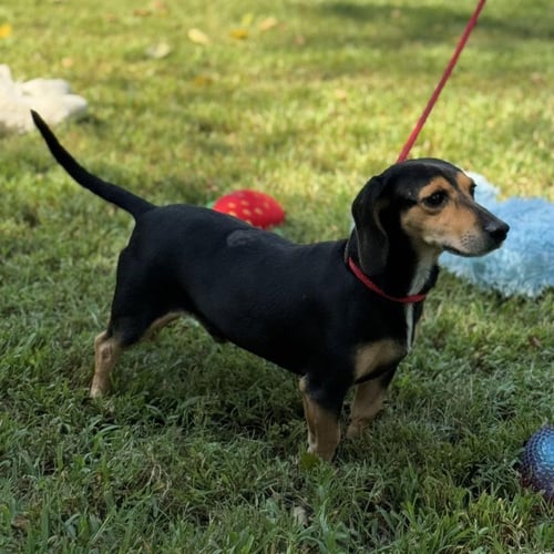 HOMER AND MARGE - Beagle / Dachshund available for adoption