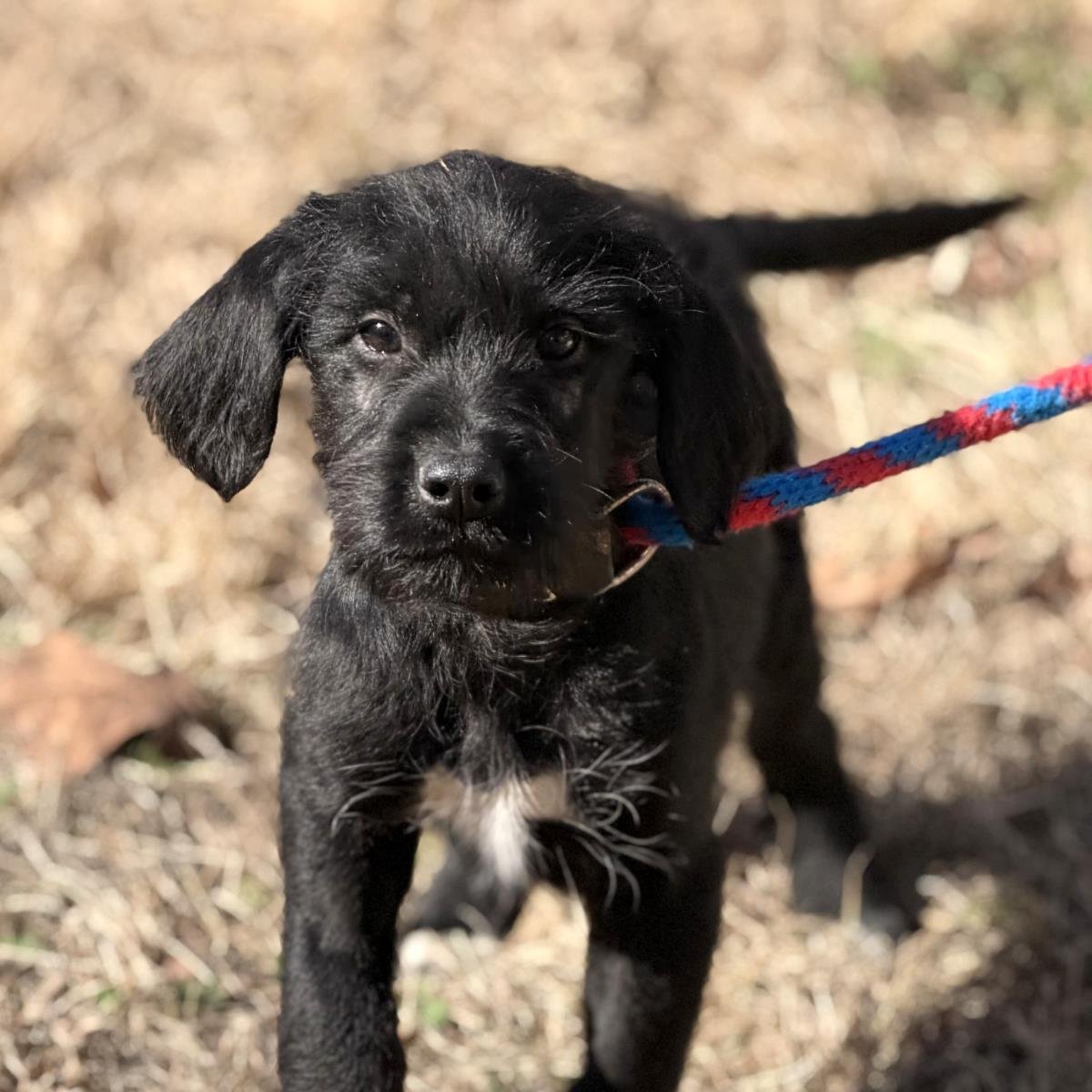 JOLLY - Sheep Dog / Labrador Retriever available for adoption