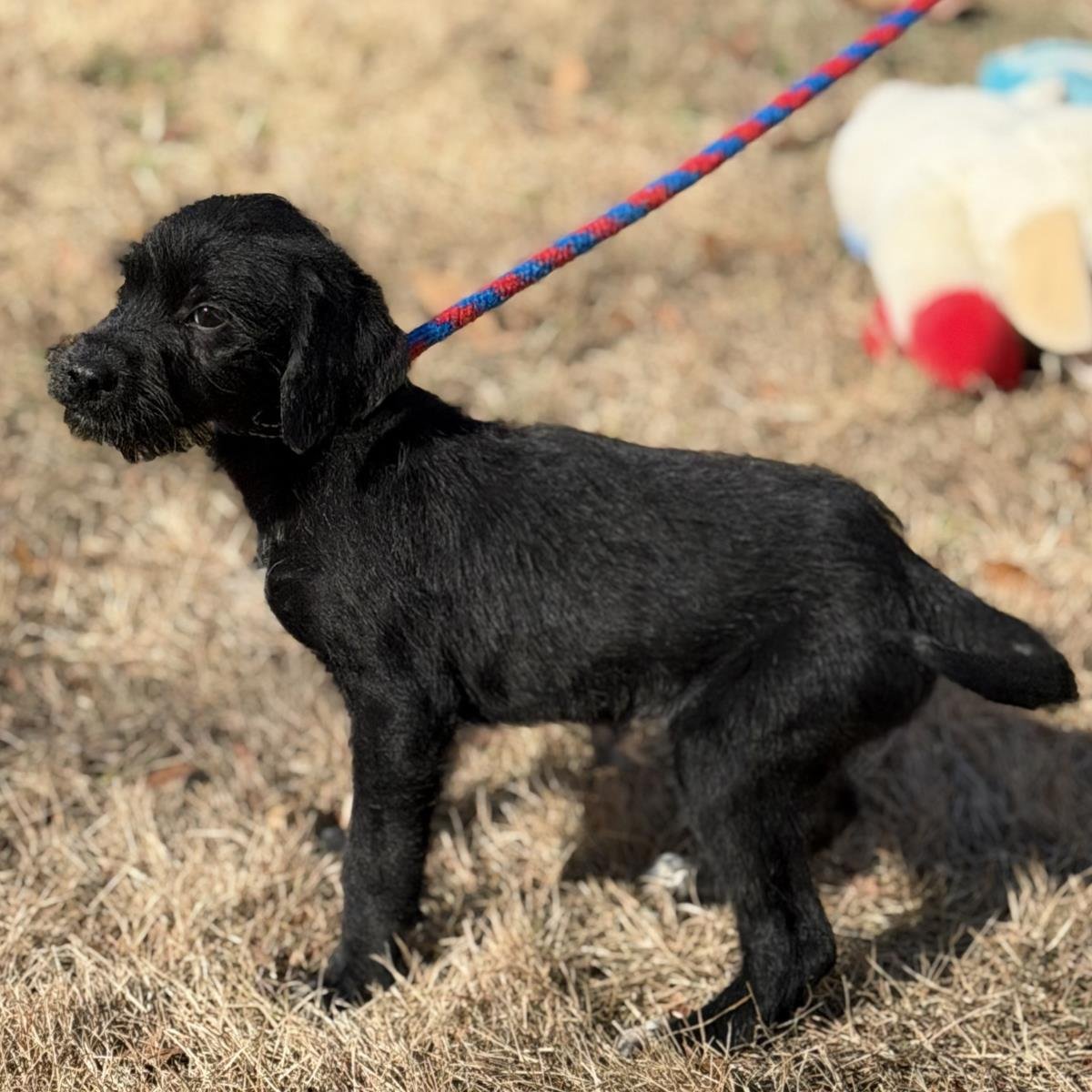 JOLLY - Sheep Dog / Labrador Retriever available for adoption