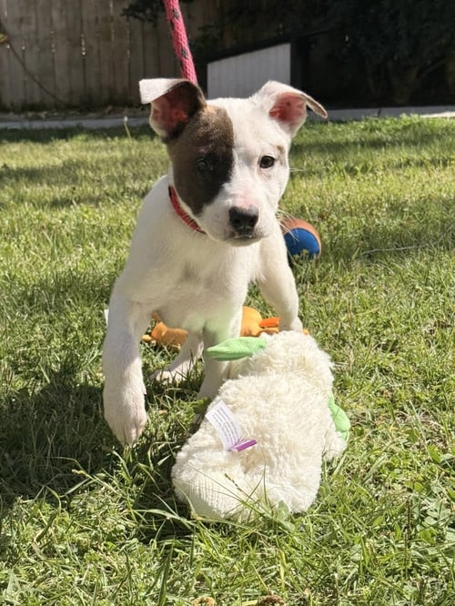 ZITI - Terrier / Labrador Retriever available for adoption