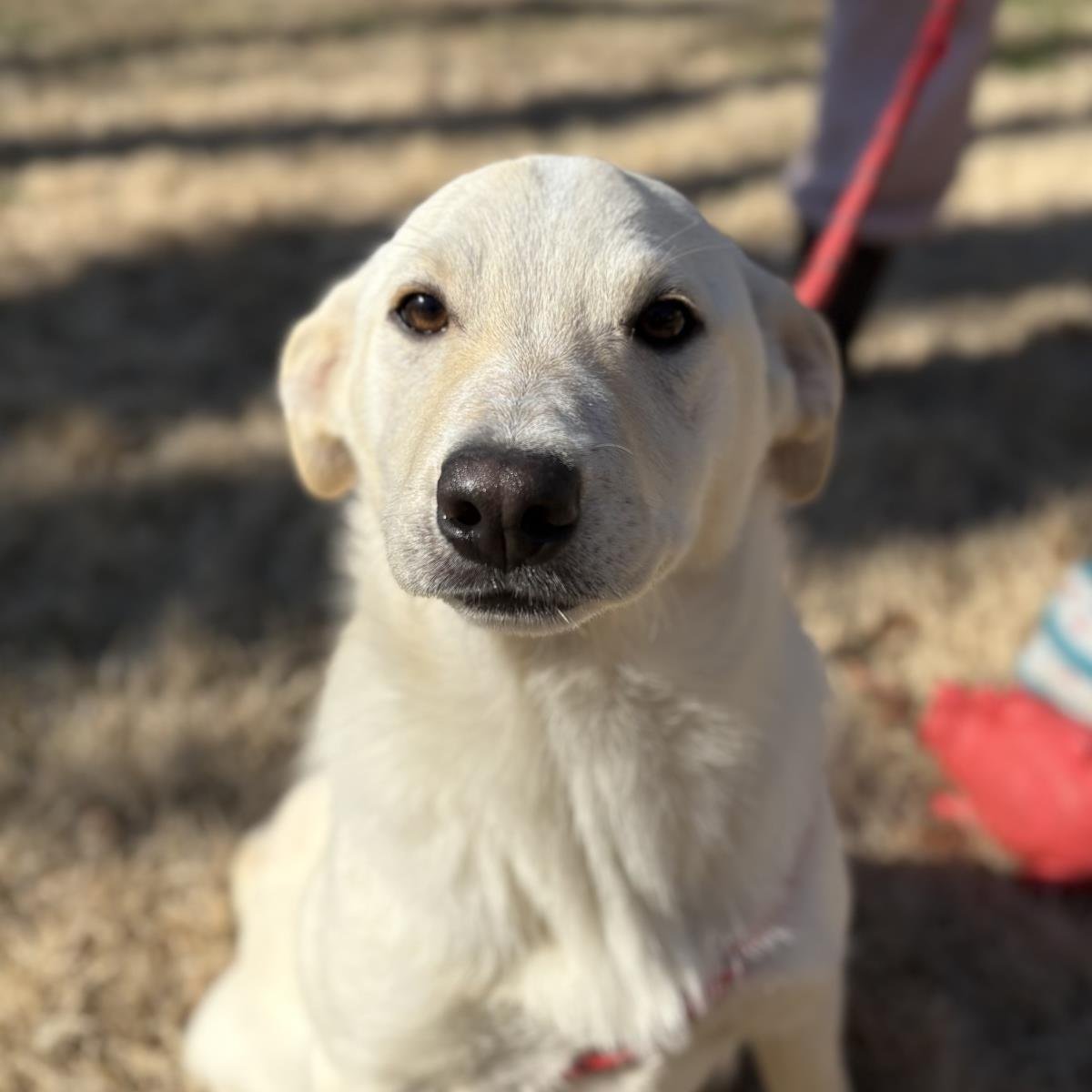 DAISY - Labrador Retriever available for adoption