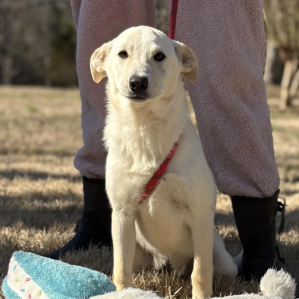 DAISY - Labrador Retriever available for adoption