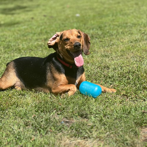 ACE  HOPE  LOWER FEE - Beagle for adoption in Frederick