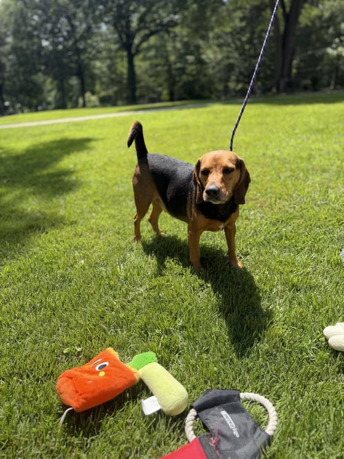 ACE - Beagle available for adoption