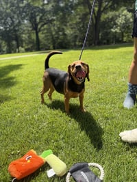 ACE - Photo 2