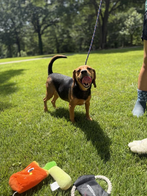 ACE - Beagle available for adoption