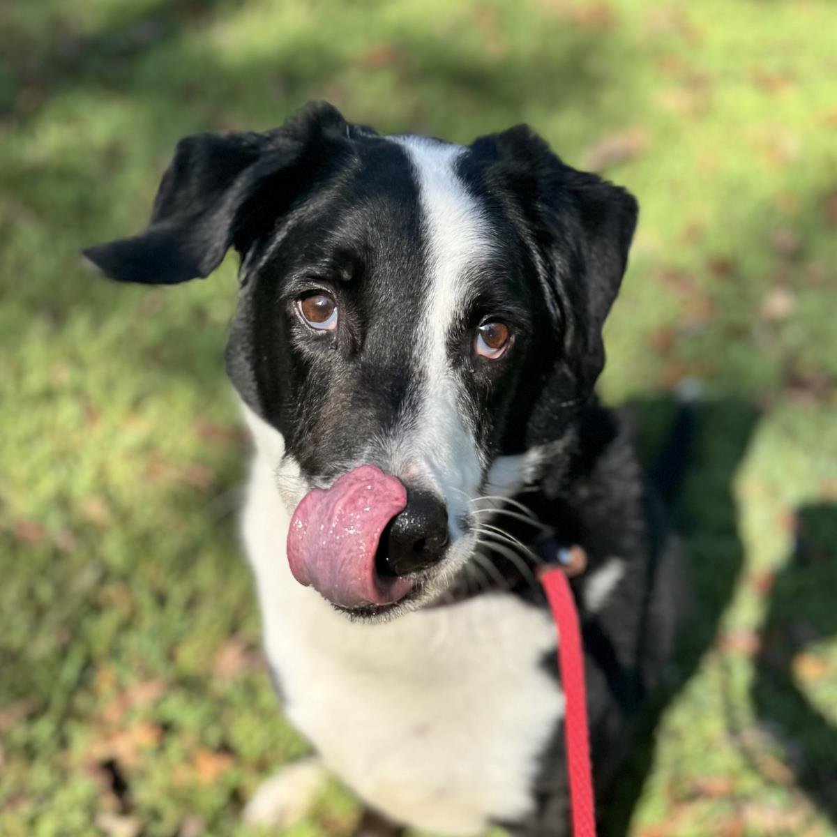 RUPERT - Labrador Retriever available for adoption