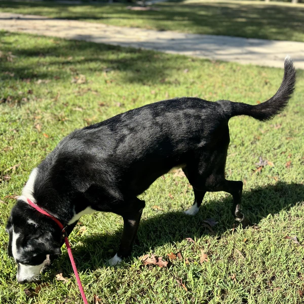 RUPERT - Labrador Retriever available for adoption