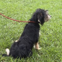 BELLA - Photo 3