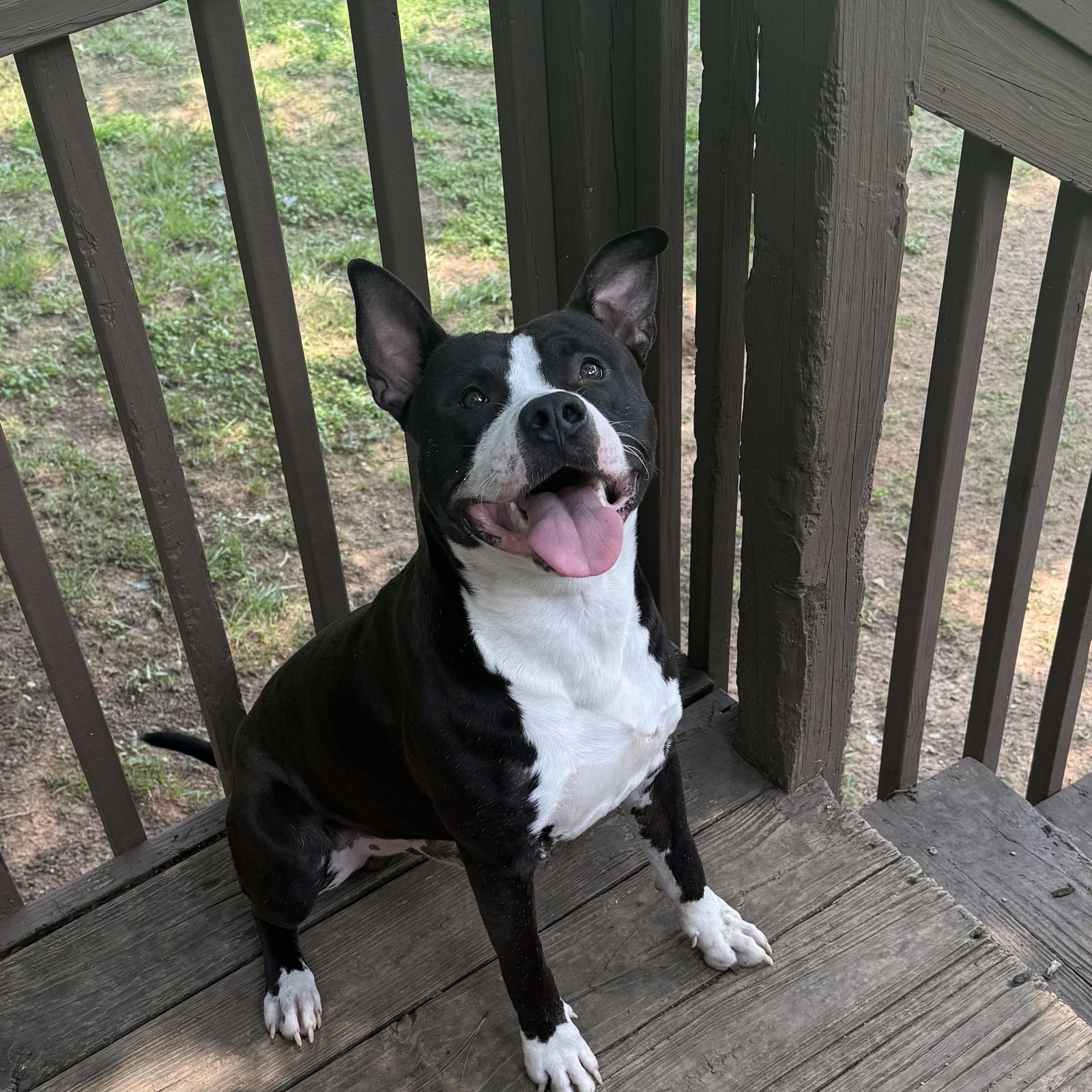 LOUIE - Pit Bull Terrier available for adoption