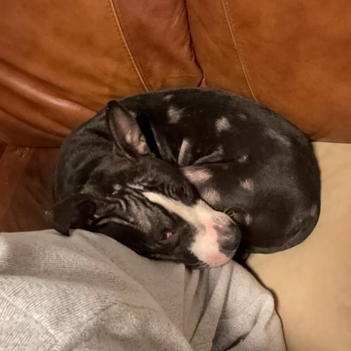 LOUIE  LOWER FEE!!! - Pit Bull Terrier available for adoption