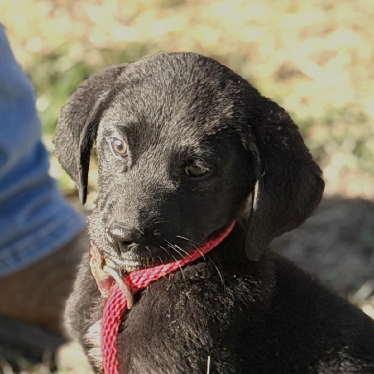 CHANDLER - Labrador Retriever available for adoption