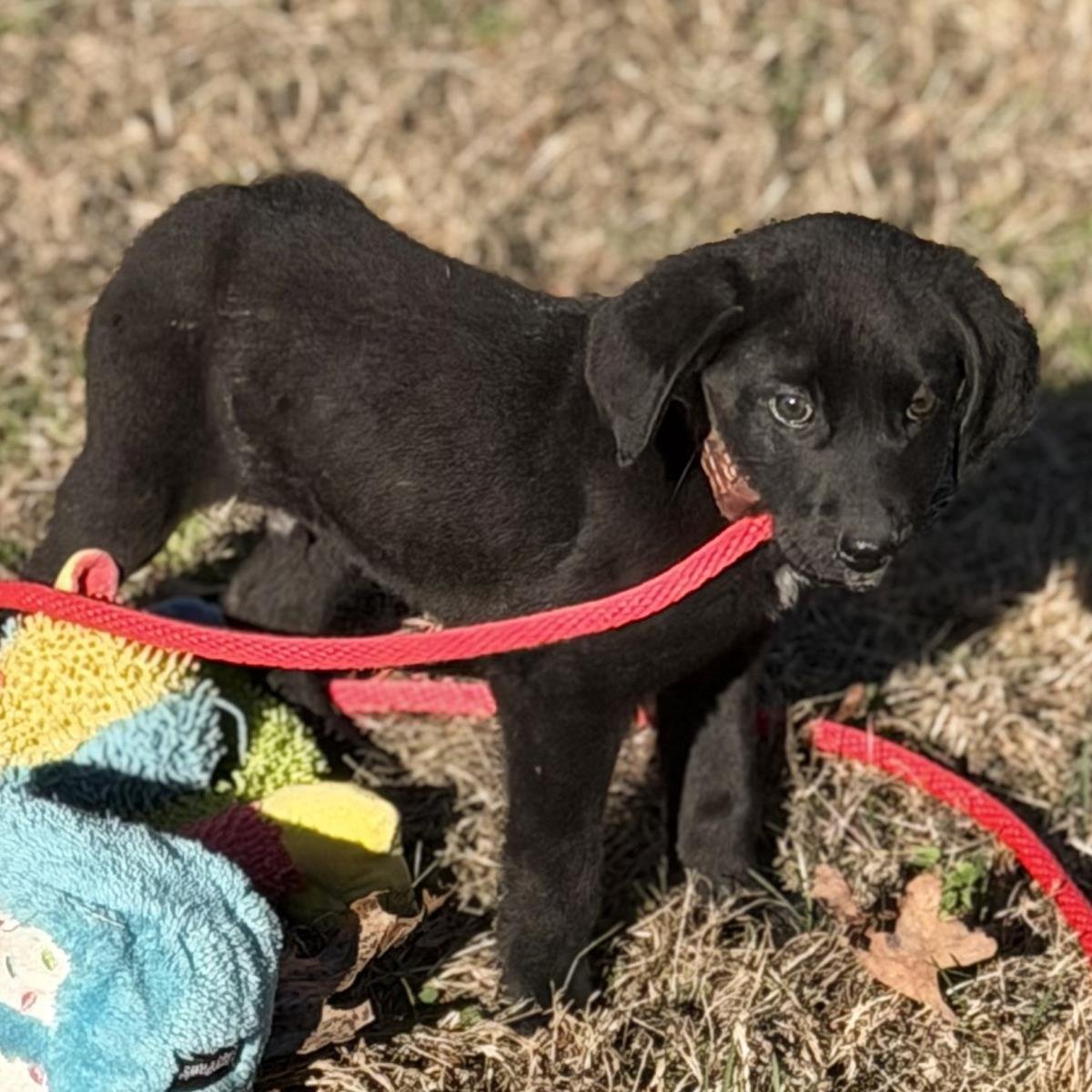 CHANDLER - Labrador Retriever available for adoption
