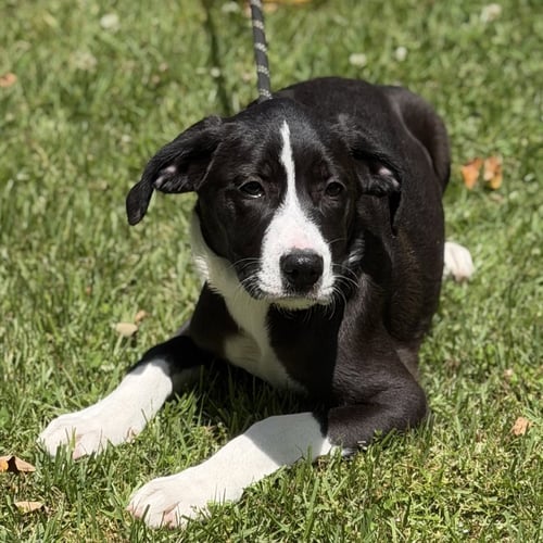 SUSIE - Terrier / Hound available for adoption