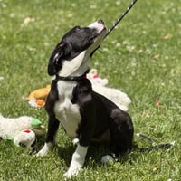 SUSIE - Photo 2