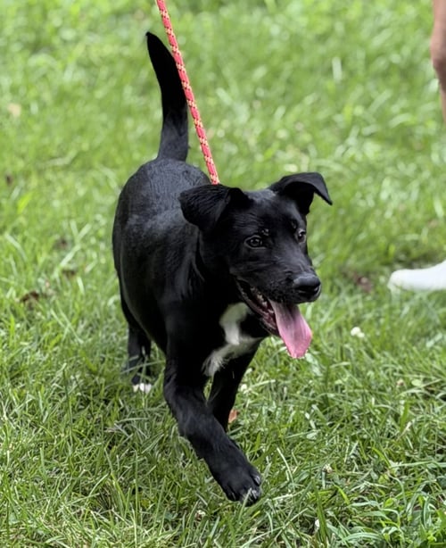 BEN - Black Labrador Retriever available for adoption